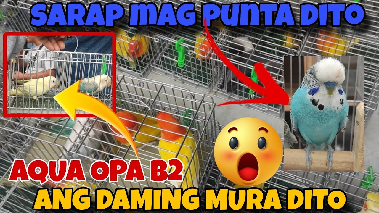 SARAP MAG PUNTA DITO ANG DAMING MURANG LOVEBIRDS 