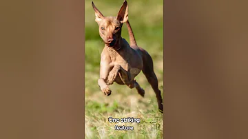 Discover the Surprising Truths about Peruvian Inca Orchid Dog