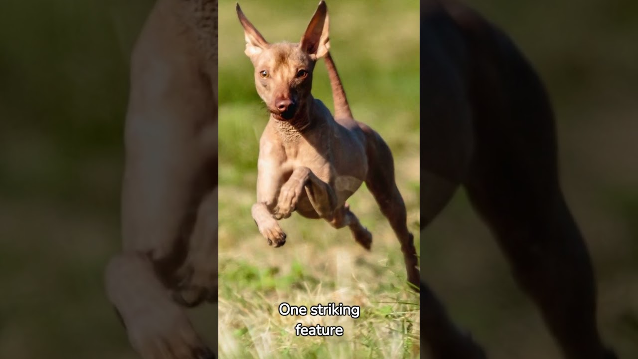 Discover the Surprising Truths about Peruvian Inca Orchid Dog