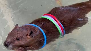 Beaver fashion show