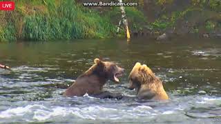 503 And 719 Play Fighting 820