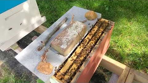 How we add honey bee queen cells to a mating nuc