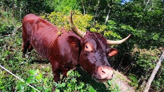 Cows Cleared this Forest like a Goat