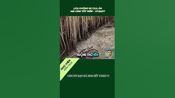 Thả Cua Vào Ruộng Lúa – Nông Dân Đang Làm Điều Không Ai Ngờ Tới #shortvideo