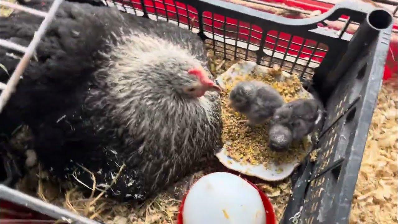 ЧАЙ С ПЛЮшКАМИ🌼 для моих любимых курочек 🐓😍🐣🐥🌼 - YouTube