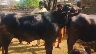 "Giant Black Buffalo Breeding Scene | Real Village Farm Video"