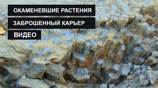 Окаменевшие деревья и растения. Заброшенный карьер.