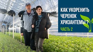 видео: Как укоренять черенок хризантемы? Выпуск 2 картинка: Как укоренять черенок хризантемы? Выпуск 2