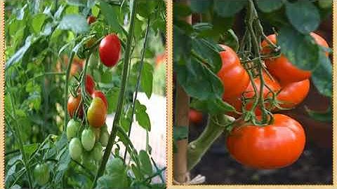 Khối 4 - Tuần 23 - TLV - Tiết 1: Luyện tập miêu tả các bộ phận của cây cối