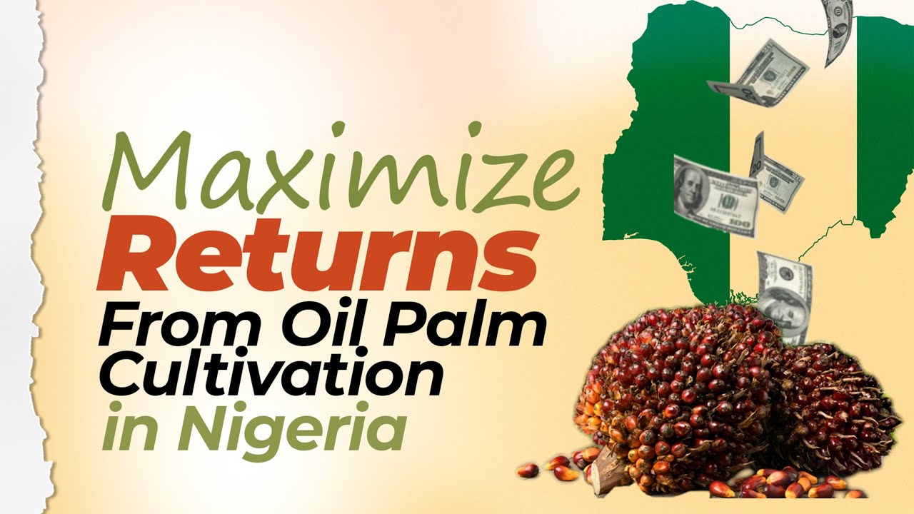 Как заработать деньги на выращивании масличной пальмы и агронедвижимости