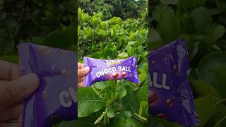 Treat Choco ball #chocolate #chocoball #viralshorts #foryou #shorts