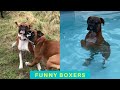 Cute and funny boxer dogs