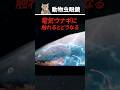 電気ウナギに触れてはいけない理由
