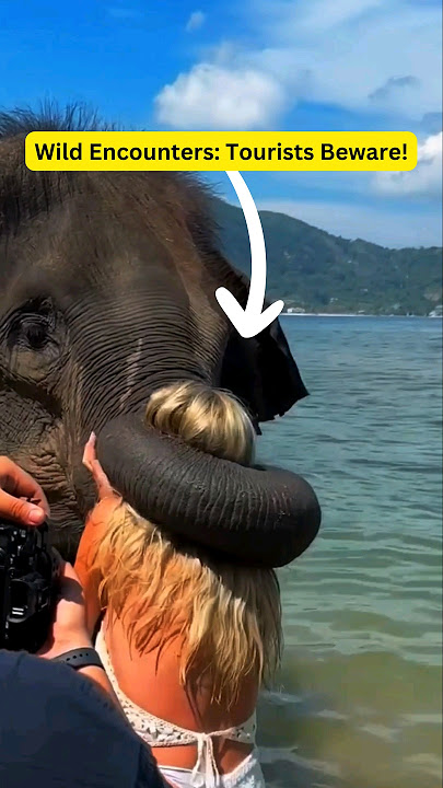 Dangerous π₯Άπ₯Άπ₯Ά Tourist Moments: Animal Attacks! #attack #travel #elephantattack