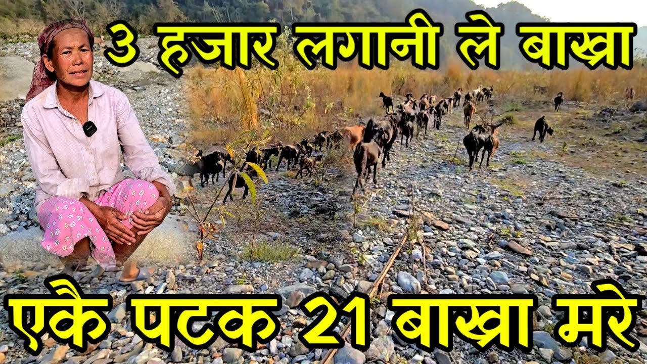 एकै चोटि 21 बाख्रा म रे,जङ्गलमै बास बस्ने जङ्गली बाख्रा पाल्ने लिम्बुनी काकी jungle goat farming