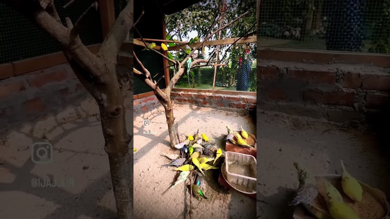 Mesmerising Birds ❤️ 