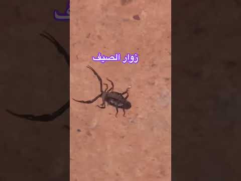 اكسبلور المراه ترند الوكره لايك المراره Experiment تيك توك الجيلي Animals