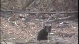 Baby Bear Whisperer by ilovetobamom 338 views 6 years ago 4 minutes, 5 seconds