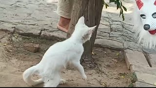 Funny cat video