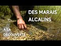  la dcouverte des marais alcalins