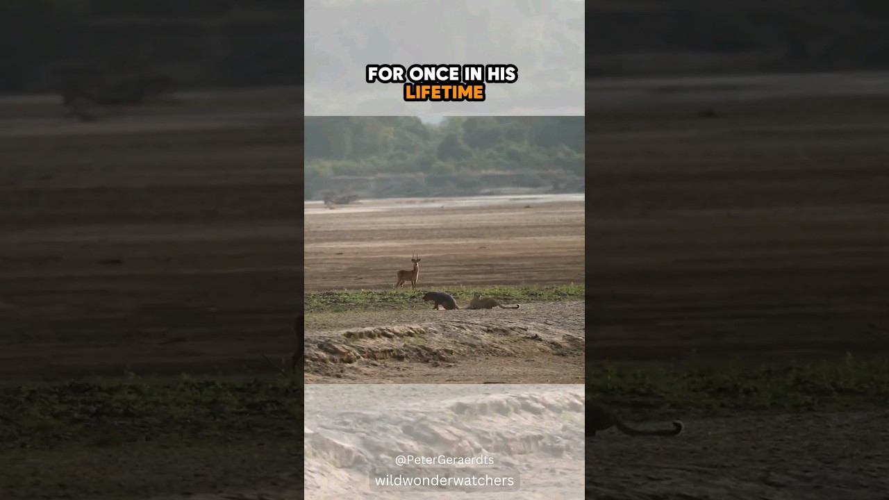 Бегемотик 🦛 атакован леопардом 😱