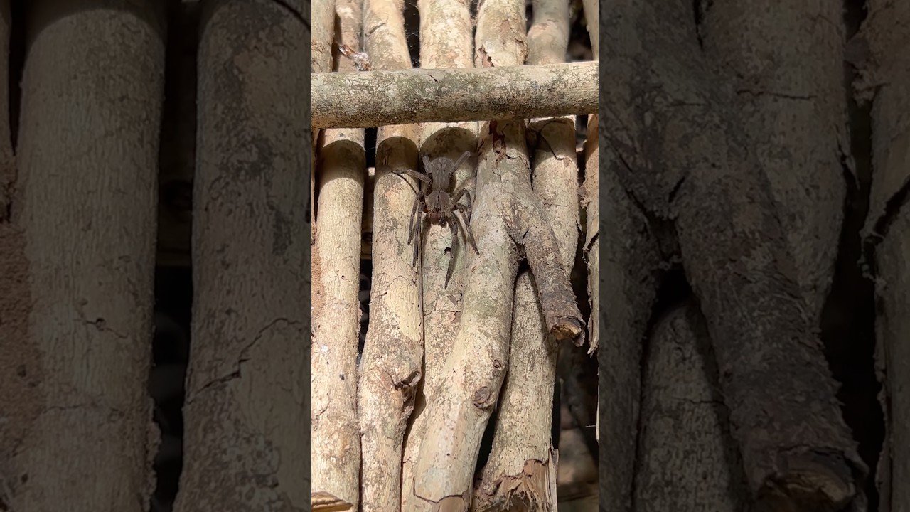 Aranha armadeira (Phoneutria)