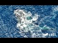 Video 08 cr Project CETI