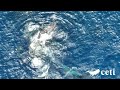Video 08 cr Project CETI