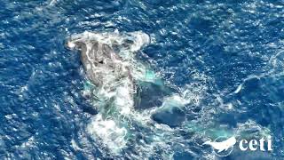 Video 08 cr Project CETI