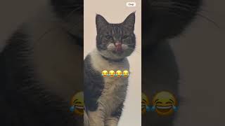 I zoomed in on my cats picture! #cat #cats #catshorts #catlife #catvideo #rainbow #photography