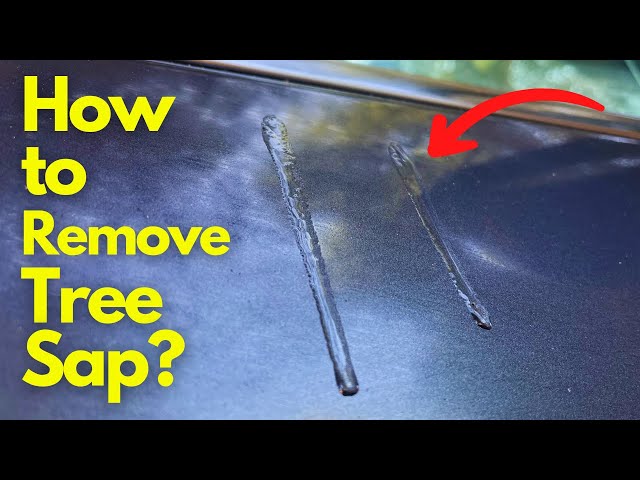 How Do I Remove Tree Sap From My Car? – Ask a Pro Blog