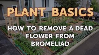 How to Remove a Dead Flower From Bromeliad