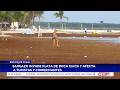 Sargazo invade playa de Boca Chica y afecta a turistas y comerciantes