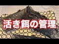 活き餌の保管・管理・繁殖について