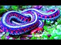 Unusual Colored Animals You Won't Believe Are Real
