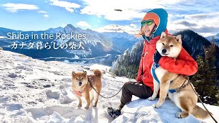 Aiming for the summit of a spectacular view with a Shiba Inu [4K] Barrier Mountain in Kananaskis by Shiba in the Rockies / カナダ暮らしの柴犬 19,450 views 5 months ago 7 minutes, 22 seconds