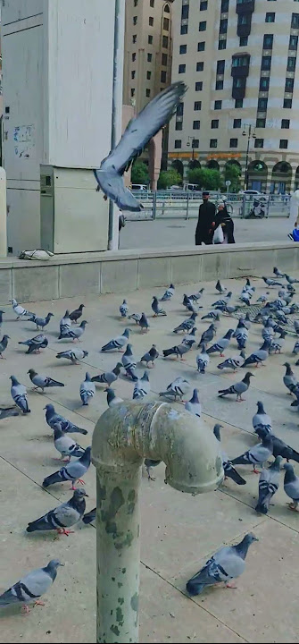 Madina Munawara Masjid Nabwi