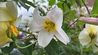 Lilium Regale | Regal Lily 4k