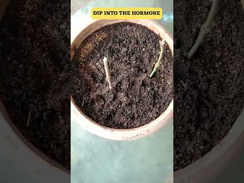 Video: Allamanda Plant Care - How To Grow Golden Trumpet Krukväxter