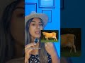 Ideal Dairy Breed For Your Livestock Project рџђ Holstein Jersey Normand Ayrshire Ideal Dairy Breed For Your Livestock Project рџђ Holstein Jersey Normand Ayrshire