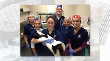 Saving Community Cats in 2014