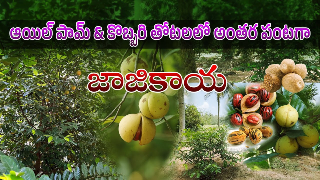 ఆయిల్ పామ్ & కొబ్బరి తోటలలో అంతర పంటగా జాజికాయ || Nutmeg Cultivation