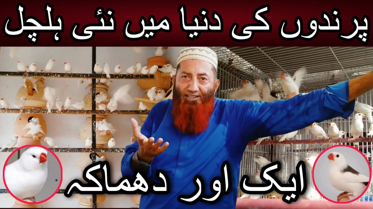 Apne ka se har fancier ka dil jeet lia | Cheap price birds | Saddle back finch | Snow white finch