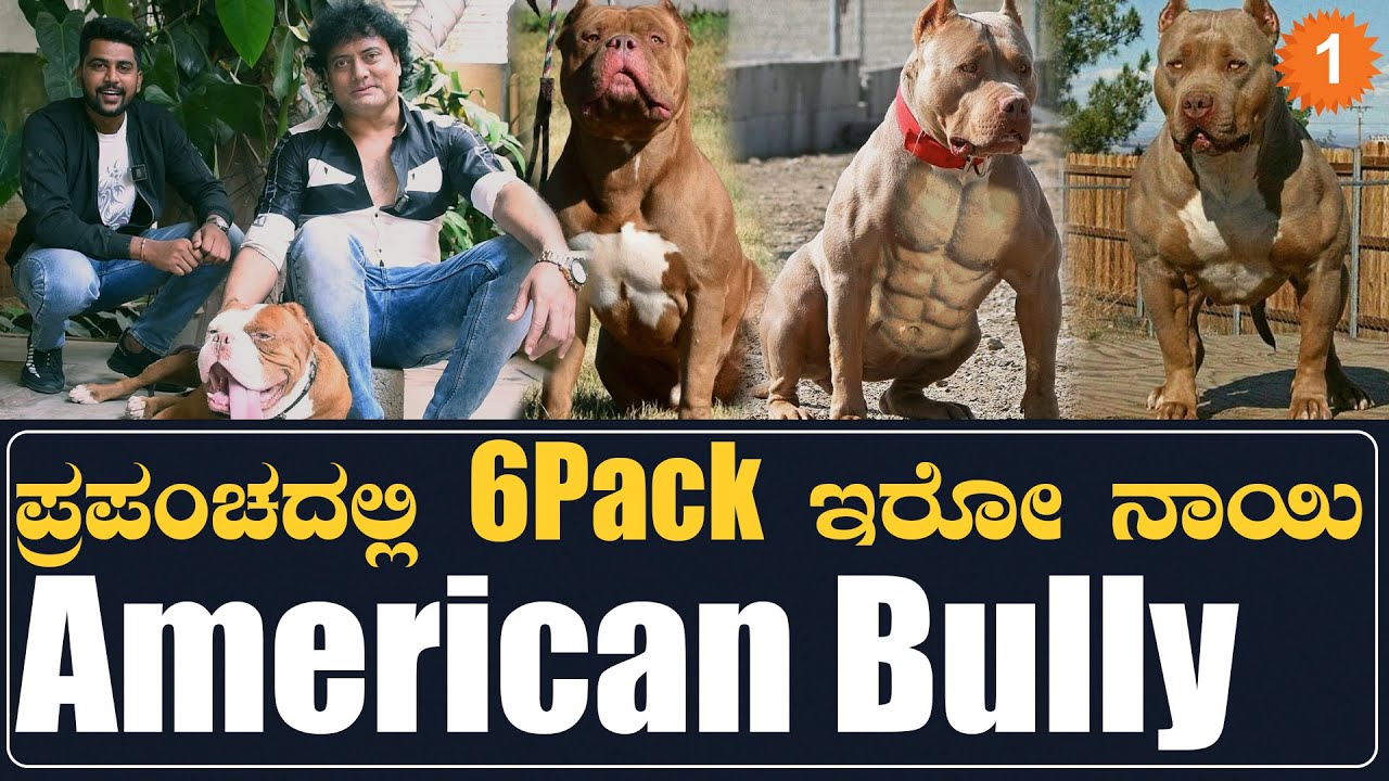 American Bully: ಪಿಟ್ ಬುಲ್ ನಾಯಿ ಎಲ್ಲೂ ಬ್ಯಾನ್ ಆಗಿಲ್ಲ | *Karnataka | OneIndia Kannada
