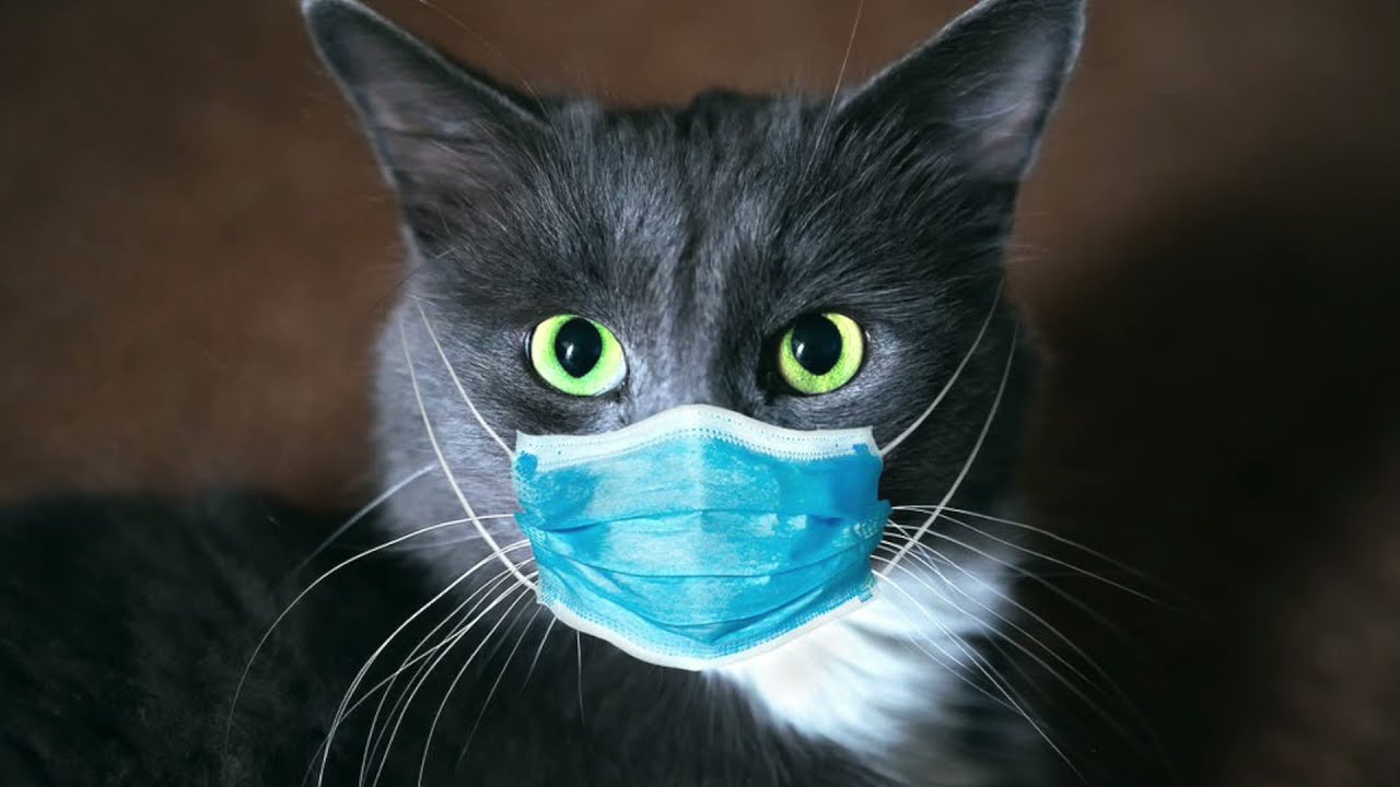 1 MINUTE VIDEO CAT WEARING MASK !! 