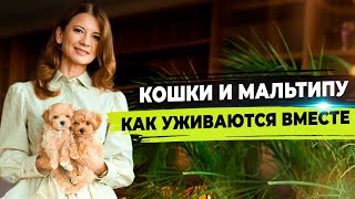 Как подружить кошку с собакой. Мальтипу и кот.