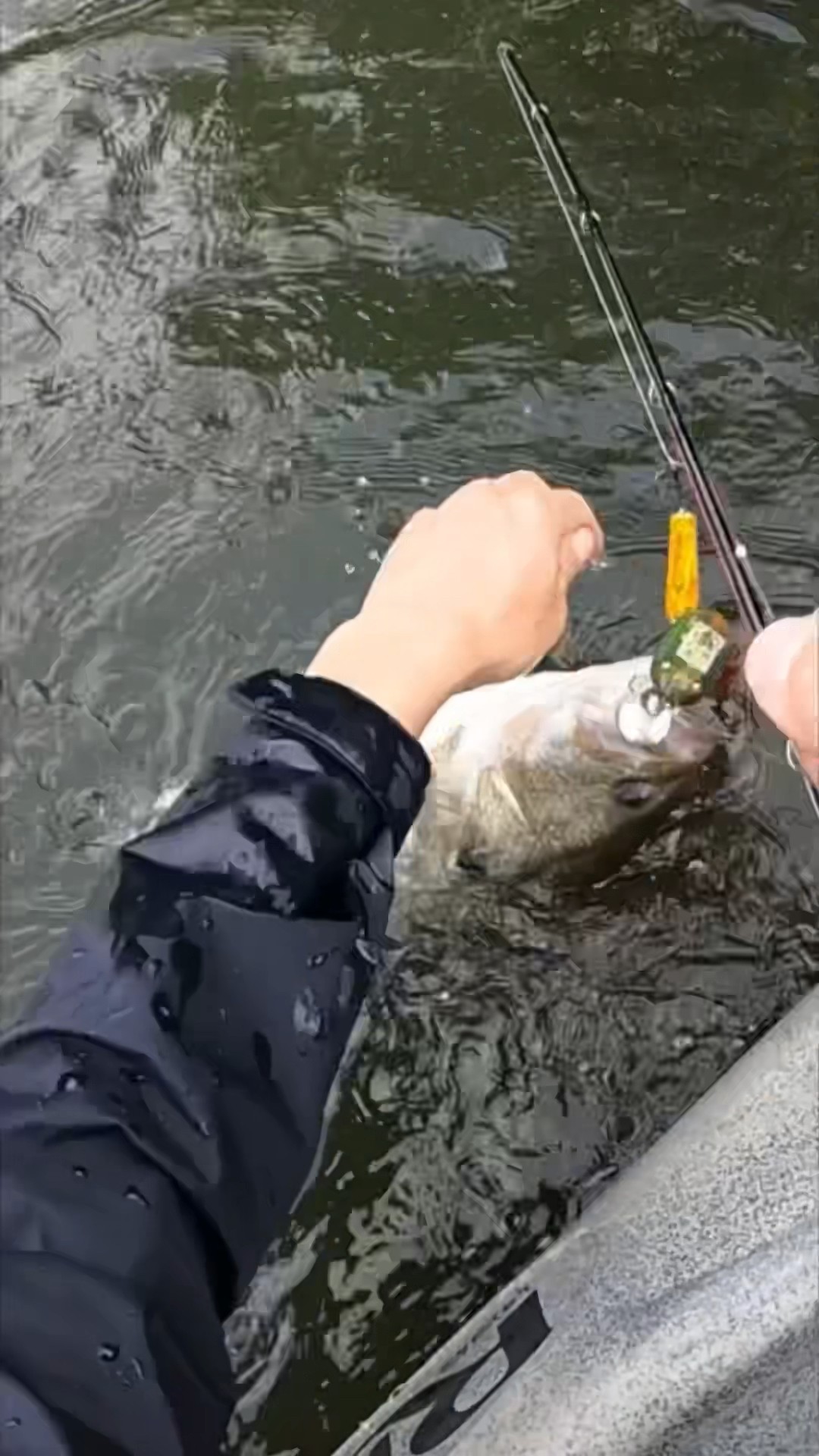 何cm? 『琵琶湖ダメダメガエル』 道楽#トップウォーター #bassfishing