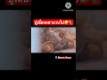 ปู่จะได้นอนเว็นกี่โมง🤣😂🐒 #monkey #punchkun #พันซ์คุง #funny #ลิงญี่ปุ่น #babymonkey