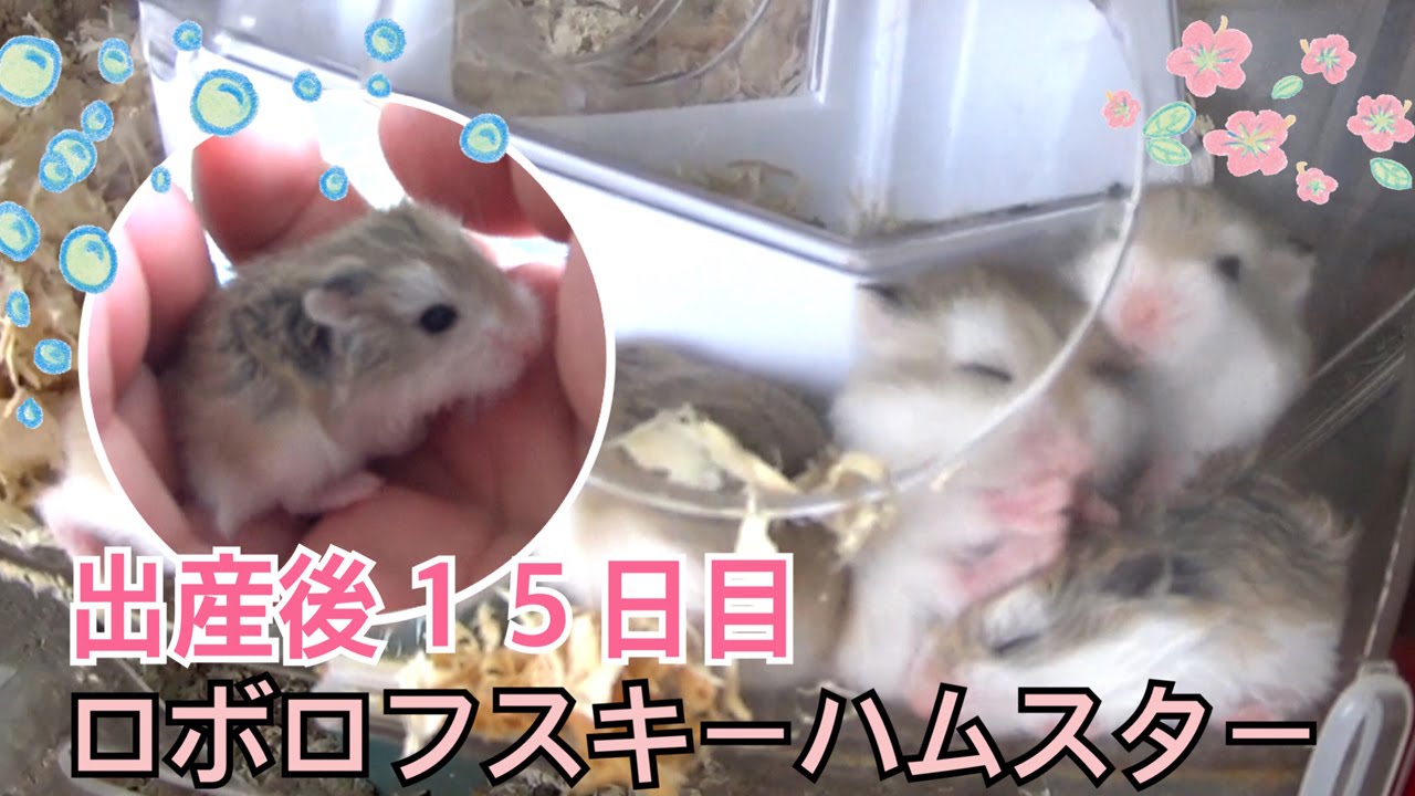 ロボロフスキーハムスター 出産後15日目 Youtube ロボロフスキーハムスター 出産後15日目 Youtube