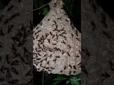 Video: Apakah tawon akan terbang di malam hari?